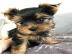 se Yorkshireterrier Welpen