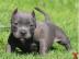 TOP American- Pitbull- Blue- Line- Welpe