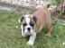 Reizender englisch bulldogge welpen