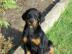 ***Top Dobermann Welpen Hund mit Papiere