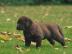 Liebevolle Erh?ltlich Labrador Retrieve