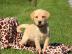 Labradors zur Adoption . . . 