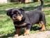 Rottweiler Welpen aus ADRK / VDH Zucht A