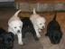 Labrador Retriever Welpe Babys weibl.  un