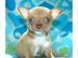 Super Mini Chihuahua Welpen . WhatsApp +4