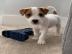 s Jack-Russell-Terrier mit Papieren wh