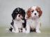 Cavalier King Charles Spaniel with paper