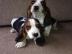 Bassett Hounds jetzt bereit f?r ein neue