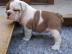 Englische Bulldogge Welpen mit papieren