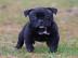 Englischer Bulldoggenwelpe 200 EUR