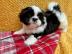 Mnnliche und weibliche Shih Tzu Welpe