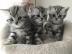 BKH silber tabby classic mit Papieren,