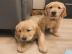 Golden Retriever Welpen