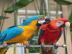 Graupapageien babys und macaw papageien