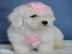 Maltipoo Welpen