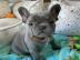 Wunderschne Franzsische Bulldoggenwelp