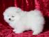 Qualit?t Pomeranian Zwergspitz sucht neu