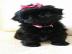 Charmante Babys Shih Tzu Welpe ist sehr