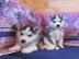 Siberian Husky sucht neues Zuhause Whats