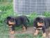 Reinrassige Rottweiler Welpen m