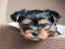 Entz?ckende Teacup Yorkie Welpen zu verk