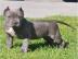 Wunderschne American XXL Bully Welpen