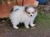 MINI Pomeranian SpitzBoo Welpe