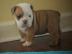 English bulldog puppies now