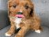 Cavapoo-Welpen zur Adoption, WhatsApp-Nu