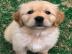 Atemberaubende Golden Retriever Welpen f