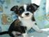 Mini Chihuahua Babys fur 285 euro in (La