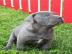 Cane-Corso-Welpen von h?chster Qualit?t