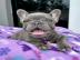 Wunderschne Franzsische Bulldoggenwelp