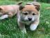 Shiba Inu welpen suchen neues Zuhause