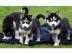 Typvolle Siberian Husky Welpen suchen ne