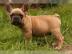 Franzsische Bulldogge Rde Red /Fawn!