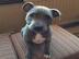 American staffordshire Terrier welpen wh