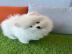 se Charmant Pomeranian Spitz Welpe wha