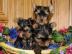 Gesunde Yorkshire Terrier Welpen