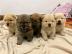 Chow Chow Welpen 4 Jungs und 3 Mdchen m