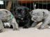 Cane Corso Welpen    300 EUR