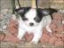 Chihuahua Babys mini fur 100 euro