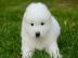 Wunderschne Samoyedo-Welpen (Geschenke)