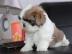 Reinrassige Shi Tzu Welpen