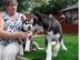 Reinrassige Siberian Husky Welpen. . . 