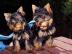 Yorkshire-Terrier Welpen