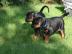 Wundersch?ne Dobermann Welpen