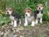 Mnnliche und weibliche Beagle welpen