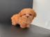 Cute Toy Poodle puppies for sale WHATSAP