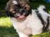 Sehr ser Shih Tzu Teddybr